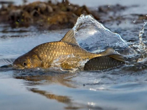 Штрафи і заборони: що потрібно знати рибалкам на Дніпропетровщині з 1 квітня