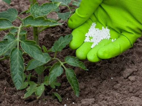 Секрет рекордного врожаю на Дніпропетровщині: чим підживити розсаду томатів та перцю у квітні