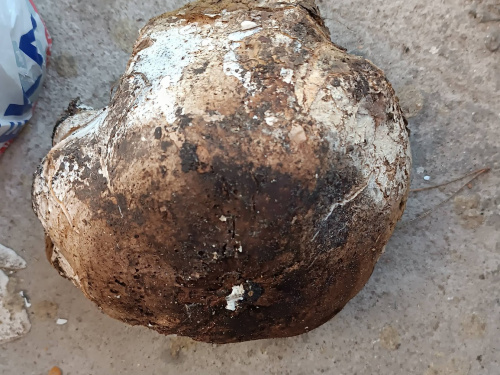 На Дніпропетровщині знайдена ціла галявина гігантських грибів: подробиці