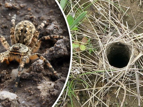 Тарантули на Дніпропетровщині: павуки вилазять з нір просто на городах мешканців
