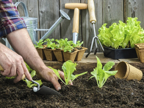 Холод їм не завада: що посадити у квітні, щоб отримати гарний урожай