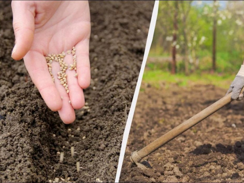 Десант на городи Дніпропетровщини: що обов'язково треба встигнути посадити у квітні