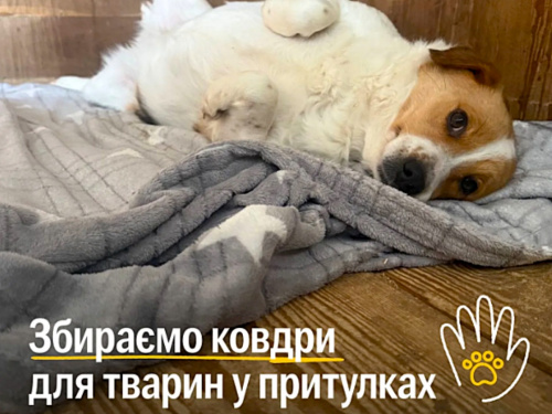 UAnimals оголосили збір теплих речей для тварин у притулках - як надати допомогу