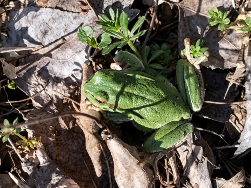 Природне диво Дніпропетровщини: у заповіднику помітили незвичайну істоту - райку деревну