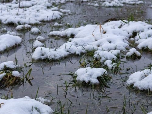 Підтоплення полів на Дніпропетровщині: чому лютнева відлига загрожує озимині