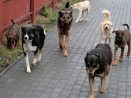 Що робити при зустрічі зі зграєю злих собак: поради кінолога з Кам’янського