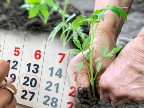 Посівний календар на травень 2026 року: які дні ідеальні для посадок - поради городникам