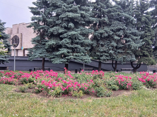 У Кам’янському проспект Свободи розквітнув трояндами та став справжнім садом