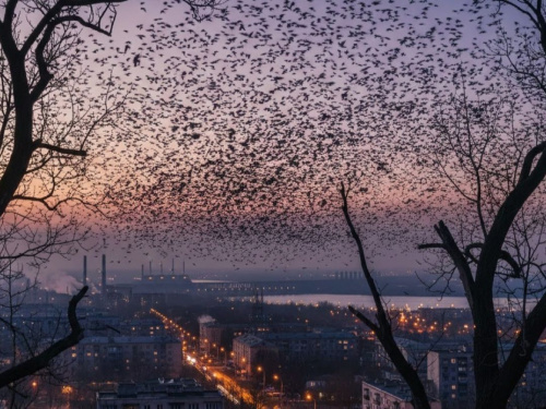 Чорне небо над областю: чому тисячі птахів збираються у зграї над Дніпром та Кам’янським