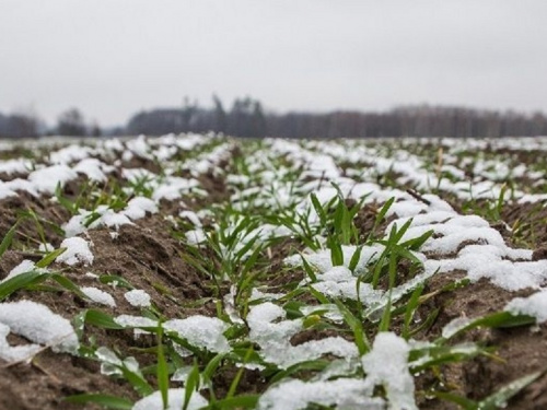 Вижили не всі: які озимі культури на Дніпропетровщині не пережили зиму