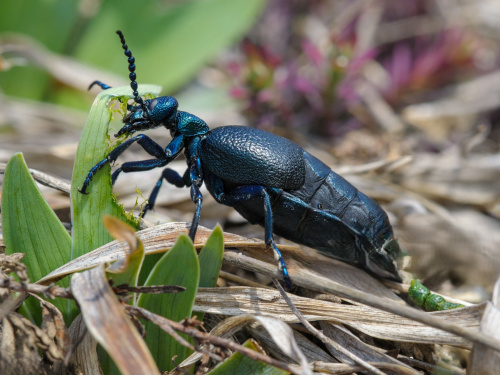 Чорна «отрута» на Дніпропетровщині: чи справді жук-майка осіння несе смертельну загрозу