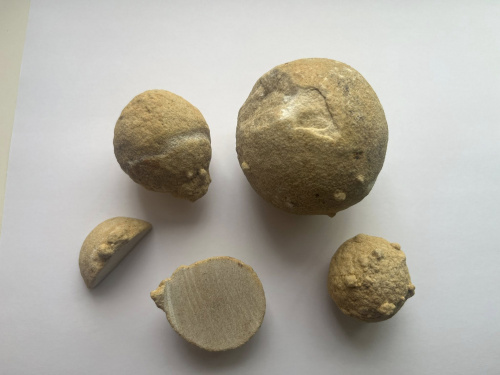 Музей на Дніпропетровщині отримав унікальні експонати віком 50 мільйонів років - подробиці