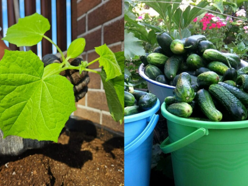 Від розсади до рекордних зборів: як виростити томати, огірки та перці на Дніпропетровщині у 2026 році