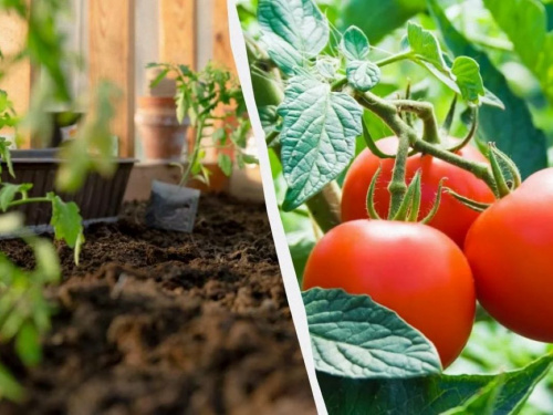 Що чекає на городників Дніпропетровщини: названо оптимальні терміни для посіву томатів у 2026 році
