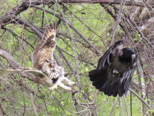 Битва титанів у Кам'янському: унікальна сутичка ворона та сови у звичайному дворі