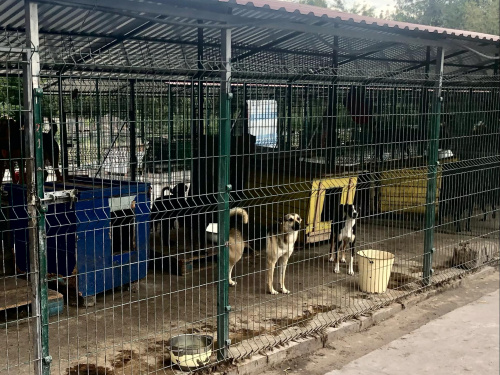 Допомога хвостатим: як волонтери Кам&#039;янського підтримують притулок для тварин