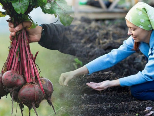 Секрети великого врожаю: коли сіяти буряк на Дніпропетровщині у 2026 році та як не припуститися помилок