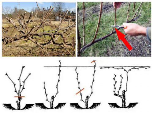 Встигнути до початку сокоруху: як і коли обрізати виноград на Дніпропетровщині навесні 2026 року