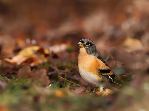 Північний гість у промисловому центрі: на Дніпропетровщині помітили незвичайного яскравого птаха