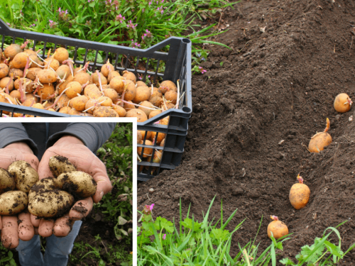 Посадка картоплі на Дніпропетровщині 2026: точні дати, прогноз погоди та головні ризики для врожаю