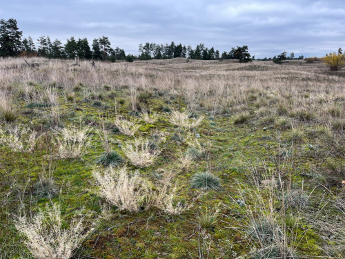 На Дніпропетровщині заповідник запустив подкаст із ведучими, створеними штучним інтелектом – подробиці