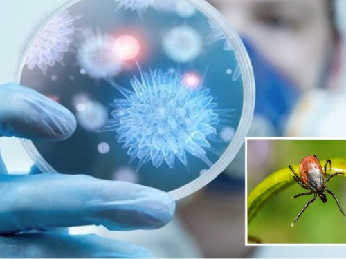 Епідемічна ситуація на Дніпропетровщині: на ГРВІ хворіють частіше, а сезон кліщів лише починається