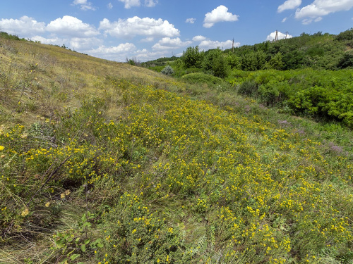 На Дніпропетровщині врятували унікальний заповідний степ - подробиці