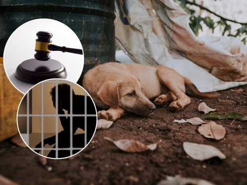 Жорстокість у Жовтих Водах: чим завершилась історія з наругою над загиблою твариною