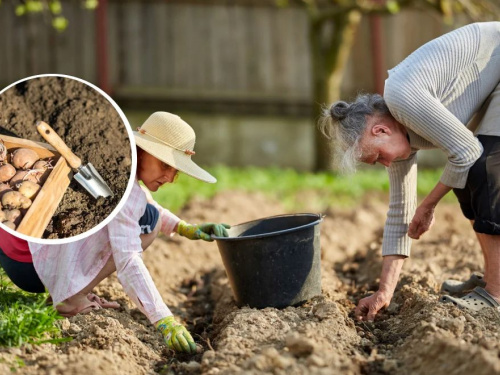 Врожай буде рекордним: коли саме жителям Дніпропетровщини садити картоплю у 2026 році