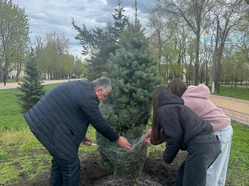 Сакури зацвітуть у П’ятихатках: громаду масово озеленюють молодими деревами