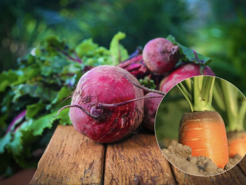 Золоті правила посіву: коли на Дніпропетровщині садити моркву, буряк і редиску, щоб не залишитися без урожаю