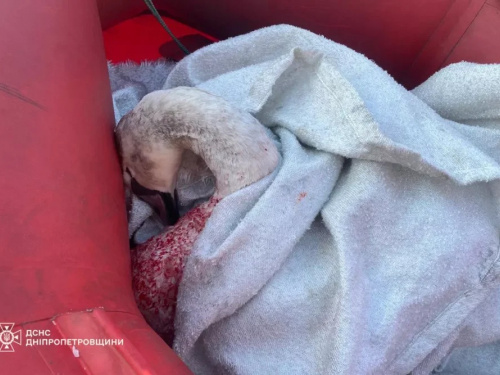 Трагічний фінал: врятований у Кам’янському лебідь помер через неправильне годування