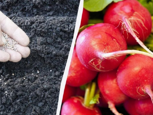 Соковита редиска на Дніпропетровщині: як отримати врожай без теплиці за три тижні