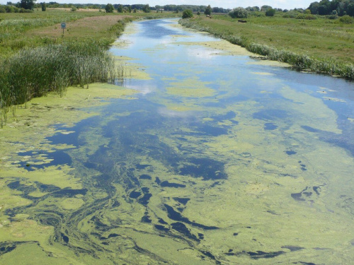 Вода стає отрутою: чому річки Дніпропетровщини масово зеленіють у липні і де категорично не можна купатися