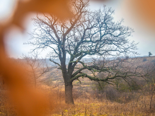 Містичний і прадавній: таємниці Колонського лісу на околиці Дніпра