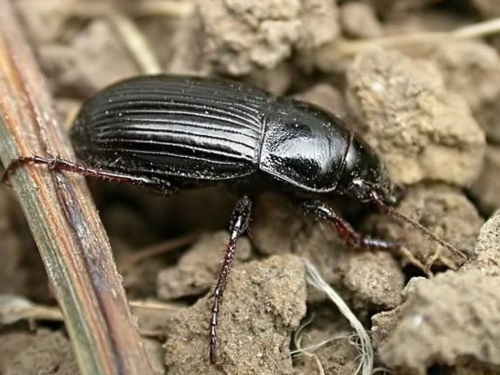 Через війну та клімат: на Дніпропетровщині активізувався небезпечний ворог злакових культур