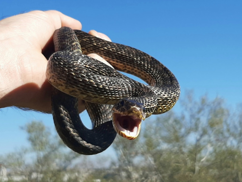 Небезпека під ногами: чому на Дніпропетровщині активізувалися змії та як уберегтися від укусу