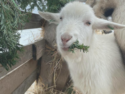 Подаруй ялинці друге життя: на Дніпропетровщині збирають хвойні дерева для евакуйованих тварин