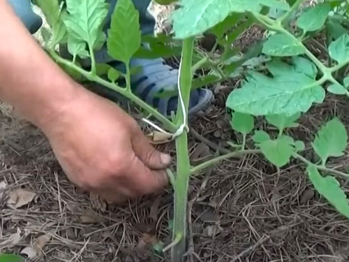 Обривати листя у томатів чи ні - відповідь агрономів вас здивує