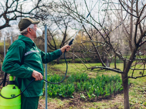 Весняний захист яблунь на Дніпропетровщині: час для мідного купоросу