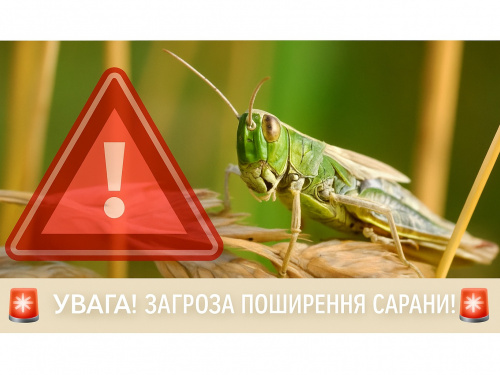 Навала сарани може знищити врожай: аграрії Дніпропетровщини отримали офіційне попередження