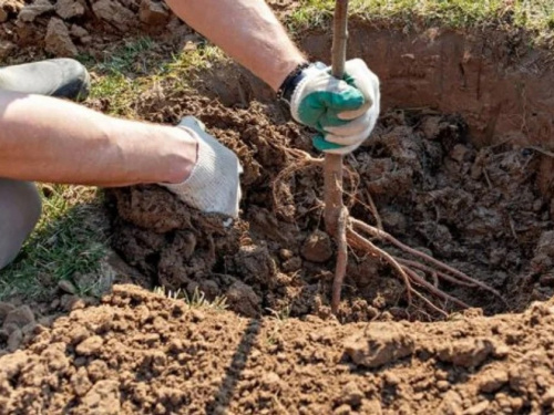 Саджанець фруктового дерева підготовлений до осінньої посадки поруч із лункою в саду.