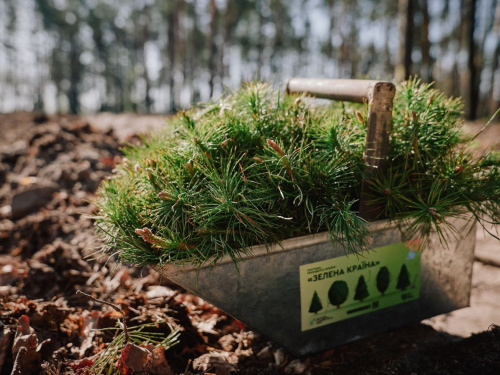 На Дніпропетровщині цієї весни висадять понад 450 гектарів нового лісу: подробиці