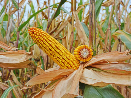 Вибухові жнива 2025 на Дніпропетровщині: рекордно низький урожай кукурудзи та шахеди