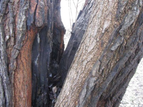 Пішоходи Кам'янського під загрозою: аварійне дерево може впасти на дорогу