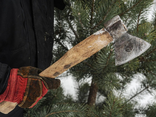 Шалена &quot;різдвяна&quot; ціна: нелегальна вирубка ялинок у грудні коштуватиме українцям утричі дорожче