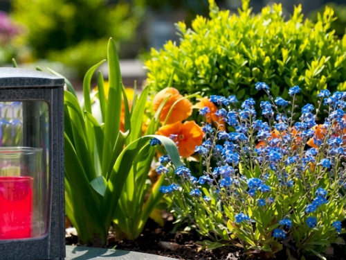 Які квіти посадити на кладовищі: обираємо невибагливі рослини, що квітнуть довго