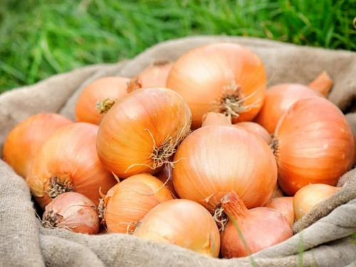 Найдешевша за чотири сезони: скільки зараз коштує цибуля в Кам’янському