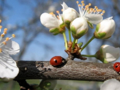 Аномальний квітень - Кам'янське продовжує встановлювати нові пекельні рекорди