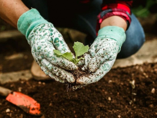 Урожайний квітень на Дніпропетровщині: повний календар посадок та критичні дати, які не можна пропустити